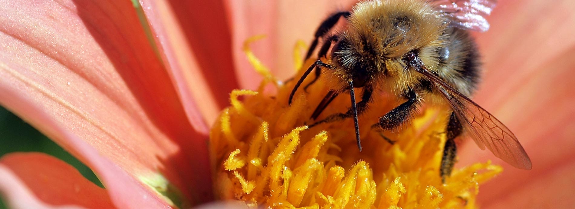 Honey Bee get - Colorado Beekeepers Association