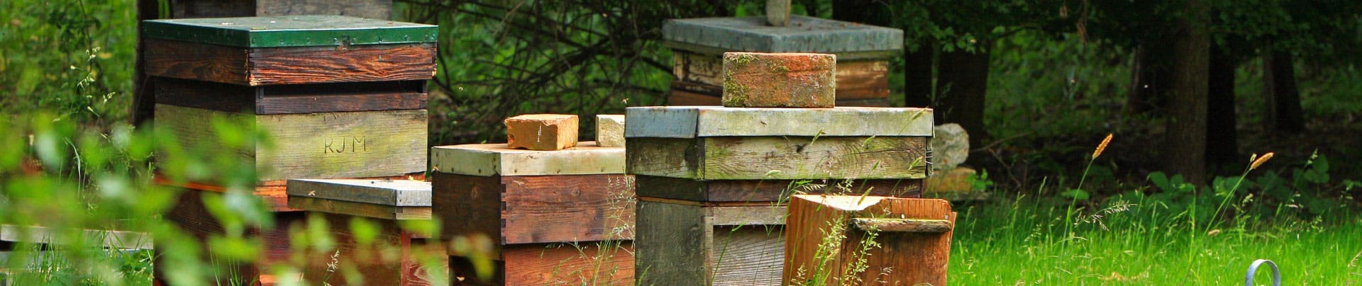 Honey Bee - Colorado Beekeepers Association