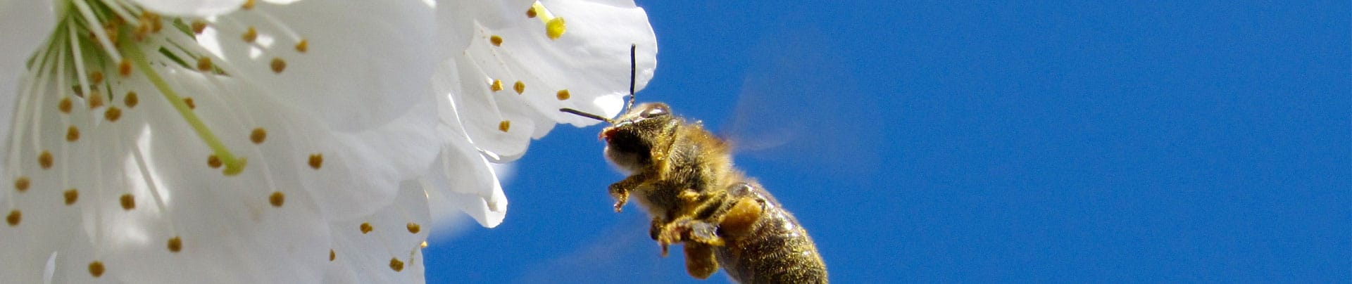 Bee getting pollen - Colorado Beekeepers Association