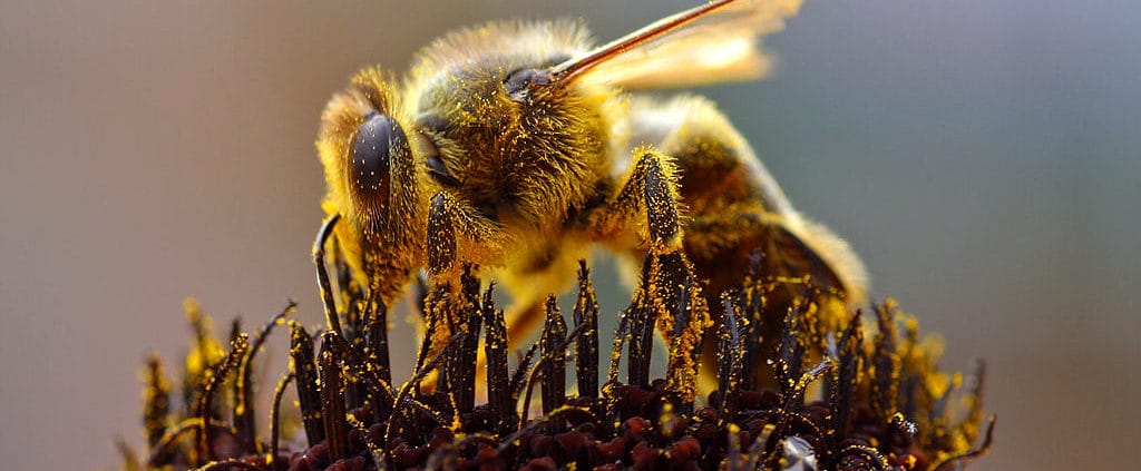 Honey Bee and Pollen - Colorado Beekeepers Association